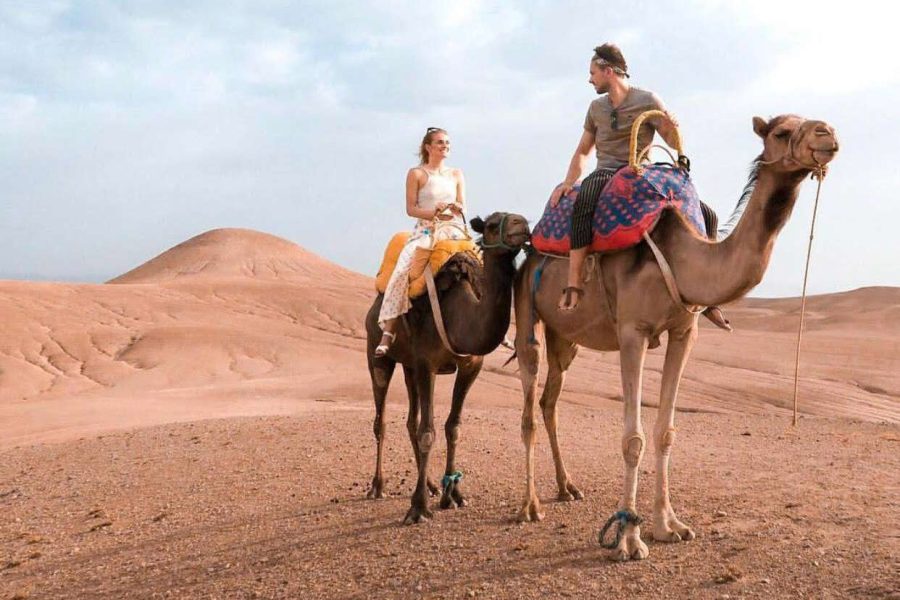 Marrakech: Half-Day Camel Ride in Palm Grove